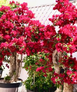 SUPERthrive The Original Vitamin Solution - Liquid Concentrate, May Add to Any Fertilizing Program, 4 fl. oz. 4 Ounces 41 81G1qix9vDL