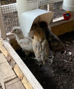 Royal Rooster Automatic Chicken Feeder with Gravity Feed Dispenser - 7lb Feeder for Chickens, Chicks & Mixed Poultry - Hanging Chicken Poultry Feeder - Auto PVC Chicken Poultry Feeder with Rain Cover 28 81G2mEu9GL