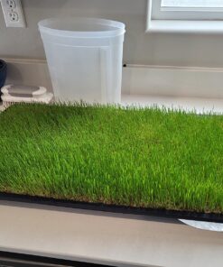 Hard Red Winter Wheat Berries | 5 LBS | Family Farmed in Washington State | Non-GMO Project Verified | 100% Non-Irradiated | Certified Kosher Parve | Field Traced | Burlap Bag 5 Pound (Pack of 1) 49 81G30FF9uML