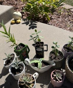 Hoffman 10410 Organic Cactus and Succulent Soil Mix, 10 Quarts 22 81G3ZrgSS L