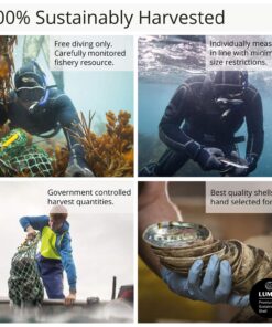 Natural Abalone (Pāua) Shell, with Stand,6-6.5 Inches,Supreme for Smudging,Cleansing Home,Meditation,Shell Crafts,Incense Holder,100% Natural, Sustainably Sourced by Ocean Shell Studios NZ 6"-6.5" 26 81GAc6 4wYL