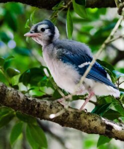 Tamron SP 70-200MM F/2.8 DI VC USD Telephoto Zoom Lens for Nikon (FX) Cameras Nikon FX Cameras 60 81GDSlVfKDL