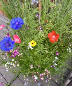 Hummingbird Nectar Wildflower Seeds Bulk Open-Pollinated Wildflower Seed Mix Packet, Non-GMO, No Fillers, Annual, Perennial Wildflower Seeds Year Round Planting - 1 oz 80 81GEtJ4PgyL