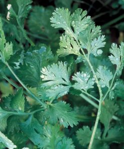 Seeds of Change 1728 Cilantro, Green 22 81GGv9VjoLL
