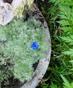 Eden Brothers Northeast Wildflower Mixed Seeds for Planting, 1/4 lb, 120,000+ Seeds with Cosmos, Candytuft, Shasta Daisy | Attracts Pollinators, Plant in Spring or Fall, Zones 3, 4, 5, 6, 7, 8, 9, 10 1/4 Pound 43 81GLp4fkqzL