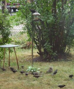 Perky-Pet 305 Holly Berry Gilded Chalet Wild Bird Feeder Gold 36 81GMVNnASZL