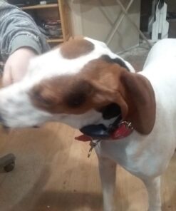 Advantus (Imidacloprid) Chewable Flea Treatment for Large Dogs, 7 Count, 23-110 Pound 37 81GRdNJswaL