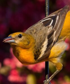 Big Mike’s High-Power 500mm/1000mm f/8 Manual Telephoto Lens for Nikon DSLR, Black 53 81GSEgNbRML