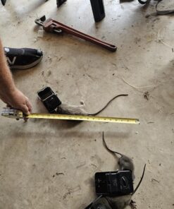 Kat Sense Rat Traps That Work Indoor & Outdoor for Instant Kill Results, Set of 8 Large Reusable Snap Traps for Mice Chipmunks 'N Squirrels 8 Piece 32 81GTsP4Z0uL