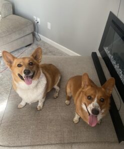 Wondercide - Flea, Tick & Mosquito Spray for Dogs, Cats, and Home - Control, Prevention, Treatment - with Natural Essential Oils - Pet and Family Safe - Lemongrass 16 oz 28 81GU tAQ3dL