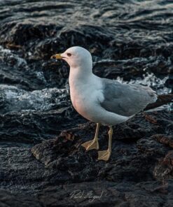 Nikon D500 DX-Format Digital SLR (Body Only), Base 67 81GX80 EQfL