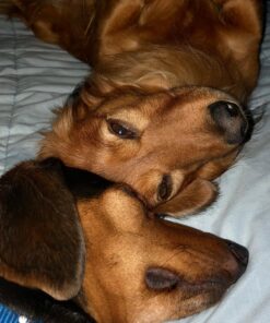 Pet MD - Canine Tabs Plus 365 Count - Advanced Multivitamins for Dogs - Natural Daily Vitamin and Mineral Nutritional Supplement - Liver Flavored Chewable Tablets 20 81GZW5YSU4L