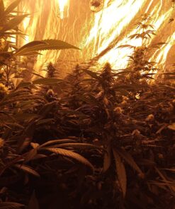 VIVOSUN S558 5x5 Grow Tent, 60"x60"x80" High Reflective Mylar with Observation Window and Floor Tray for Hydroponics Indoor Plant for VSF6450 60"x60"x80" Black 66 81GZcjfEHhL