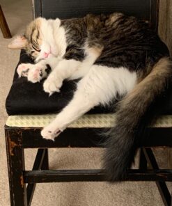 Mammoth Lint Roller-Extra Large Lint Roller, 2 Rollers and 2 Refills, 90 Sheets per Roll, Perfect for Pets (360 Extra Long Sheets Total) 52 81GZwUo1V7L