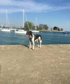 Petrainer Training Collar for Dogs - Waterproof Rechargeable Dog Training E-Collar with 3 Safe Correction Remote Training Modes, Static, Vibration, Beep for Dogs Small, Medium, Large 34 81GbOXcv L