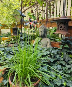 Design Toscano AL1614 Meditative, The Grand TempleIndoor StatueCabinet on Wheels Indoor/Outdoor Garden Statue, 20 Inches Wide, 15 Inches Deep, 26 Inches High, Handcast Polyresin, Dark Stone Finish Meditating Buddha 52 81GblODSBsL