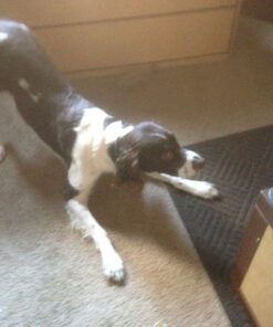 Nutramax Dasuquin with MSM Joint Health Supplement for Small to Medium Dogs - With Glucosamine, MSM, Chondroitin, ASU, Boswellia Serrata Extract, and Green Tea Extract, 150 Chewable Tablets 150 Count (Pack of 1) 41 81Gc8dAbVmL