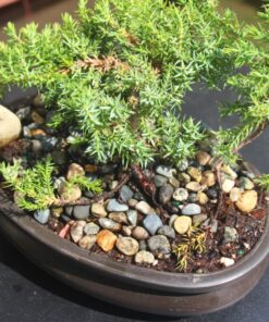 9Greenbox Best Gift Bonsai Juniper Tree, 4 Pound Style 2 30 81GcKRmpfWL