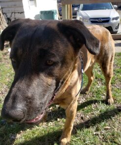 IAMS Smart Puppy Large Breed Dry Dog Food with Real Chicken, 30.6 lb. Bag 30.6 Pound (Pack of 1) 40 81Gdfi42U0L