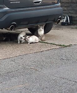 Meow Mix Bistro Recipes Dry Cat Food, Rotisserie Chicken Flavor, 12 Pound Bag 12 Pound (Pack of 1) 28 81GiW6aLAUL