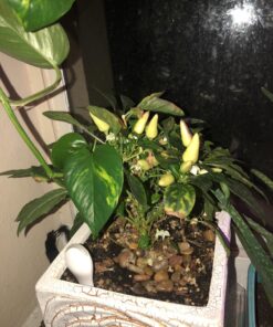 Click and Grow SGR24x3 Smart Garden Wild Strawberry Plant Pods, 3-Pack 28 81GiWusJNxL