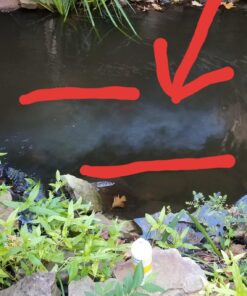 API POND ACCU-CLEAR Pond Water Clarifier 16-Ounce Bottle Pond Treatment 16 oz 19 81Gj YFmyDL