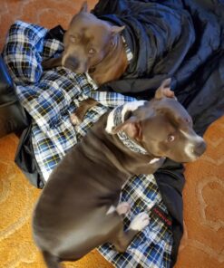 CANWAY Double Sleeping Bag,2 Person Sleeping Bag Lightweight Waterproof with 2 Pillows for Camping, Backpacking, or Hiking for Adults or Teens Queen Size XL & XXL Flannel Black 27 81GoVB7cbVL