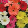 Outsidepride Gerbera Daisy Indoor House Plant or Flower Mix for Outdoor Containers, Pots, Planters, Beds - 100 Seeds 7 81Grniy rVL