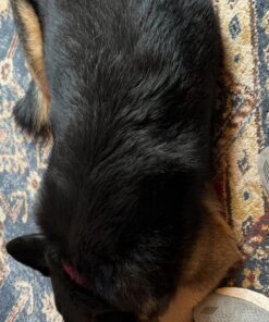 GoPets Dematting Comb with 2 Sided Professional Grooming Rake for Cats & Dogs 28 81GuLSX LL