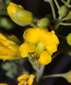 Flash Diffuser Light Softbox 6x5” by Altura Photo (Universal, Collapsible with Storage Pouch) for Canon, Yongnuo and Nikon Speedlight 6 x 5” 42 81GzxKVa5tL