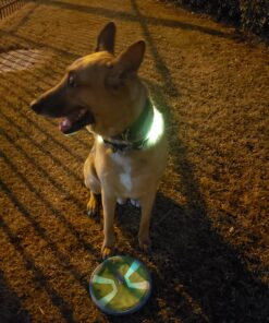 Chuckit Max Glow Paraflight Flying Disc Dog Toy, Large (9.75"), Green And White Green/Max Glow 34 81H0lQtbJL