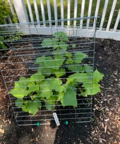 Neptune's Harvest Organic Hydrolized Fish & Seaweed Fertilizer 36 0z 36 Ounce 21 81H4EP4a2QL