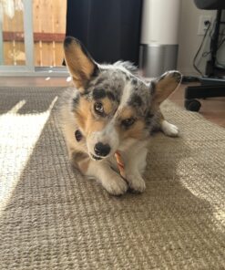 GOOD 'N' FUN Triple Flavor Twist Chews For Dogs, 22-Count 26 81H7LjzFkgL