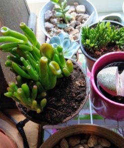 Hobbit Jade Plant - Crassula ovuta - Easy to Grow - 4.5" Pot 21 81H7puOk7YL