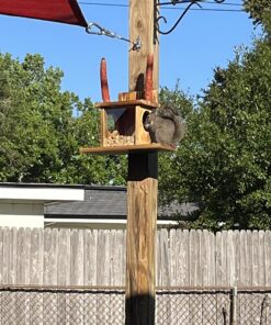 Kaytee Backyard Wildlife Food Blend For Wild Squirrels, Chipmunks, Rabbits and Other Backyard Wildlife, 5 Pound 5 Pound (Pack of 1) 33 81HAPZOwkmL