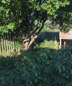 BLACK+DECKER 20V MAX* Alligator Lopper Cordless Chainsaw, Tool Only (LLP120B) 20V Lopper (Tool Only) 17 81HDRoiPRBL