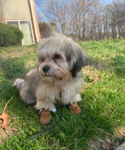 URBEST Dog Shoes with Hook Loop Closure Booties Pet Dog Chihuahua Shoes Boots, 4Pcs (5#, Brown) 5# 39 81HMtuoXNRL