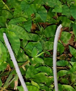 Husqvarna Titanium Force 0.095-Inch, 140-Foot Spooled String Trimmer Line, Professional Grade Copolymer Weed Eater Line .095" x 140' Silver 19 81HOfZYtw7L