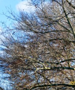 Amazon Basics Circular Polarizer Camera Lens Filter - 67 mm 54 81HPmy7K0RL