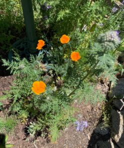Bee Friendly Wildflower Seed Mix - Bulk 1 Ounce Packet - Over 7,500 Open Pollinated Seeds - Save The Bees! 1 Ounce Pouch 41 81HQUMVueL