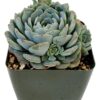 Fat Plants San Diego Live Echeveria Hybrid Succulent Plant (4 inch, Minima) 4 inch 98 81HQuf GvFL