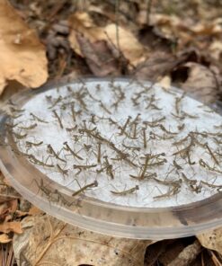 BioLogic Company, Inc. Praying Mantis Egg Cases - 2 Extra Large Cases 47 81HQzbkbPIL