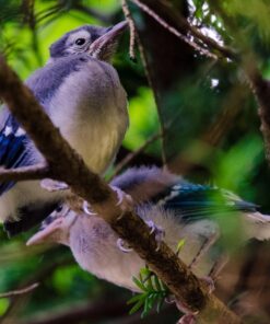 Tamron SP 70-200MM F/2.8 DI VC USD Telephoto Zoom Lens for Nikon (FX) Cameras Nikon FX Cameras 61 81HSaeOYwL