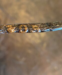 10 Organic Grade A Madagascar Vanilla Beans. Certified USDA Organic. 6"-7.5" for Extract, Paste, Essence and Baking by FITNCLEAN VANILLA. Bulk Bourbon Fresh NON-GMO Whole Gourmet Pods 10 Count (Pack of 1) 21 81HUtr4h gL