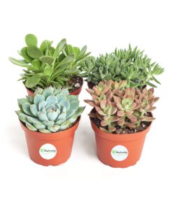 Alternative view of Shop Succulents | Assorted Collection of Live Succulent Plants, Hand Selected Variety Pack of Succulents | Collection of 4 4-Pack