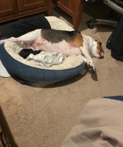 PawZ Rubber Dog Boots for Paws up to 2 1/2", 12 Pack - All-Weather Dog Booties for Hot Pavement, Snow, Mud, and Rain - Waterproof, Anti Slip Dog Socks - Small, Black 36 81HYgWX1CzL