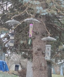 Perky-Pet 340 Transparent 16-Inch Squirrel Baffler 38 81HaFHHtrL