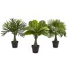 Nearly Natural Mini Areca, Fountain and Banana Palm Trees (set of 3),13 - 15 x13 - 15 x15.5 - 16