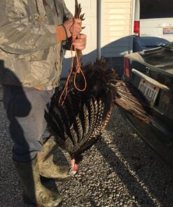 Primos Hunting Hook Hunter Turkey Mouth Call (Pack of 2) Realistic Sounding Turkey Call PS1252 Multi 18 81Hc9 iGOCL