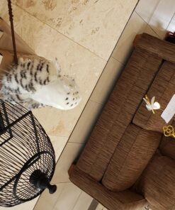 Douglas Legend Snowy Owl Plush Stuffed Animal 29 81HdV7CQ7AL